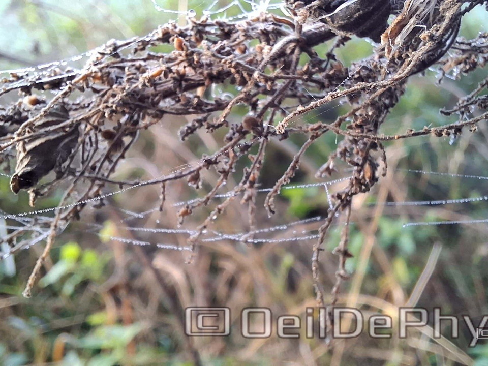 Brume et gouttelettes un matin automne