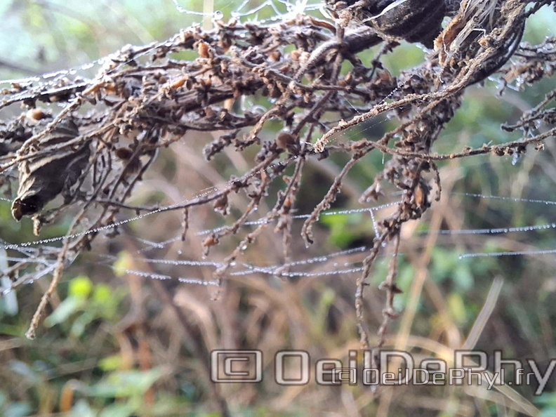 Brume et gouttelettes un matin automne