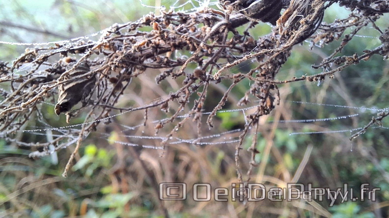 Brume-Goutelettes-18-09-2025-08.jpg