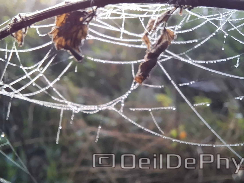 Brume et gouttelettes un matin automne