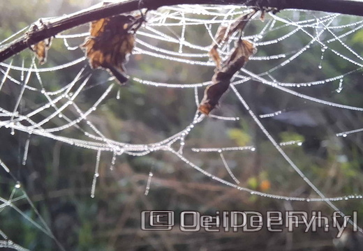 Brume et gouttelettes un matin automne