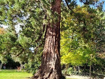 arboretum-gaston-allard-angers-1