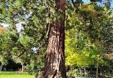 arboretum-gaston-allard-angers-1
