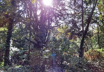 arboretum-gaston-allard-angers-7