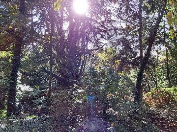 arboretum-gaston-allard-angers-7