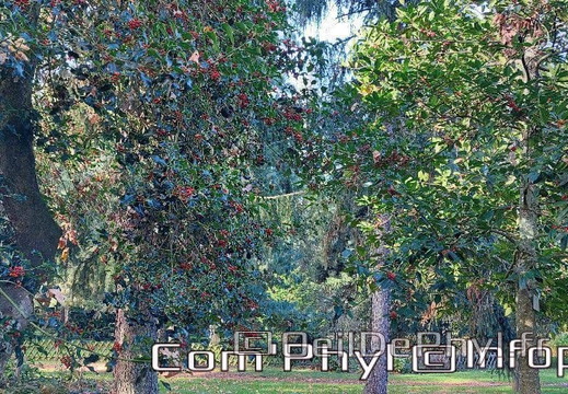 arboretum-gaston-allard-angers-17