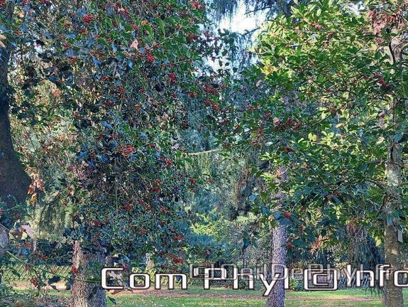 arboretum-gaston-allard-angers-17