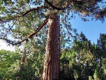 arboretum-gaston-allard-angers-19