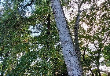 arboretum-gaston-allard-angers-20