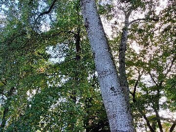 arboretum-gaston-allard-angers-20