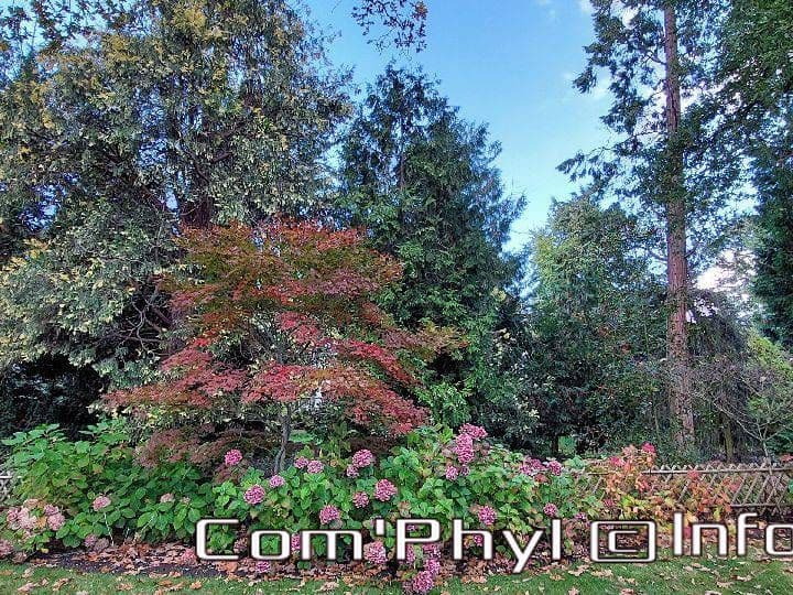 arboretum-gaston-allard-angers-22