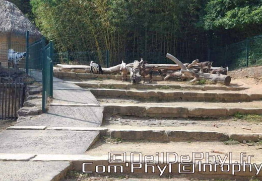 Bioparc de Doué la fontaine