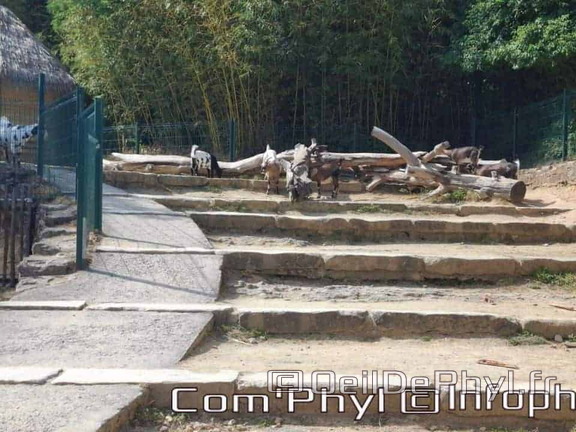 Bioparc de Doué la fontaine