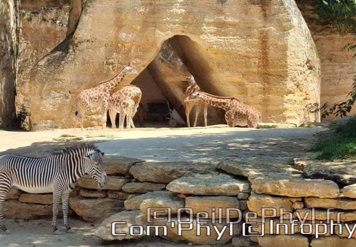 Bioparc de Doué la fontaine