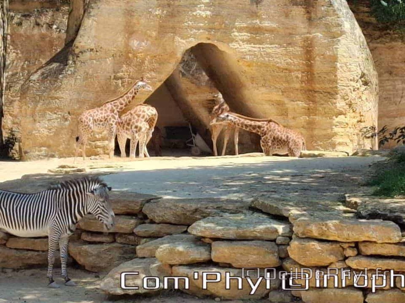 Bioparc de Doué la fontaine