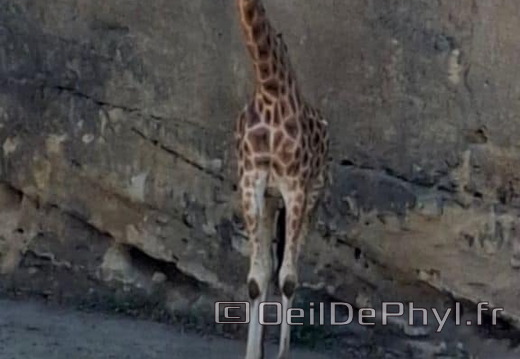 Bioparc de Doué la fontaine