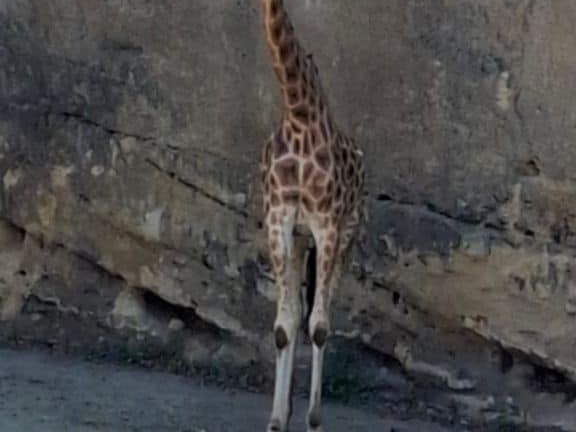 Bioparc de Doué la fontaine