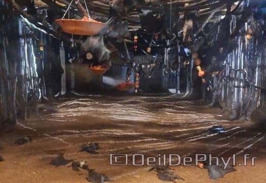 Bioparc de Doué la fontaine