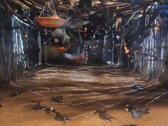 Bioparc de Doué la fontaine