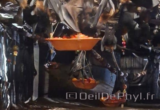 Bioparc de Doué la fontaine