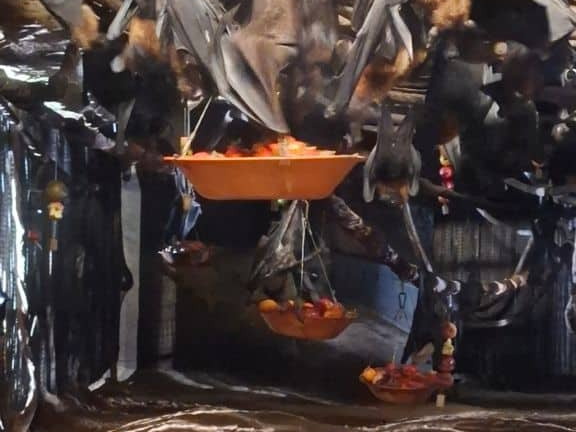 Bioparc de Doué la fontaine