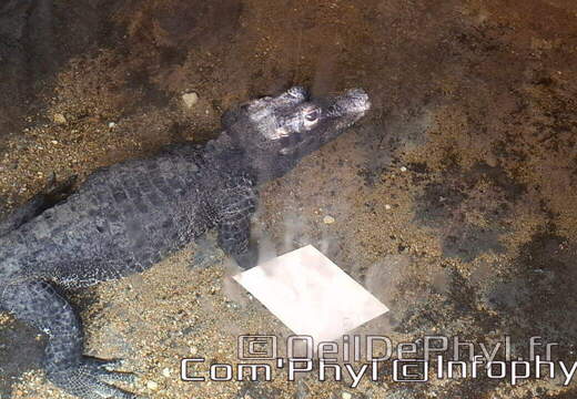 Bioparc de Doué la fontaine
