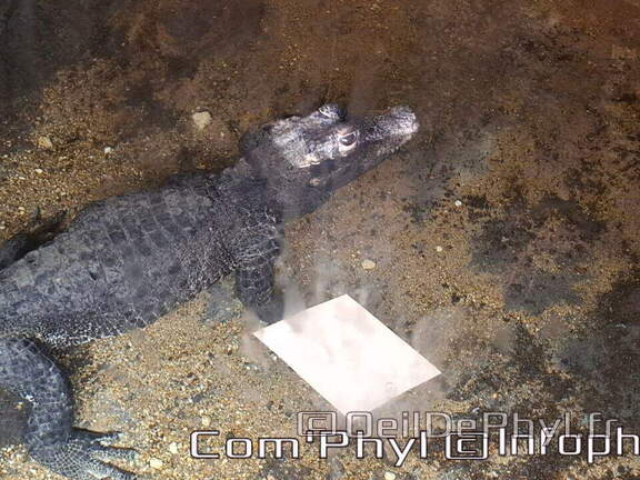 Bioparc de Doué la fontaine