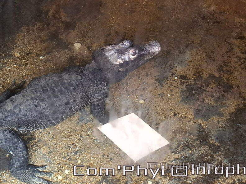 Bioparc de Doué la fontaine