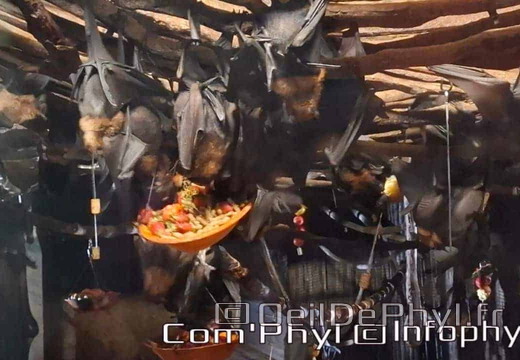 Bioparc de Doué la fontaine