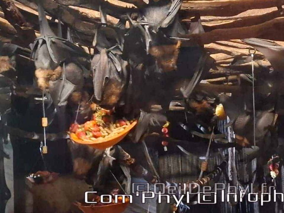 Bioparc de Doué la fontaine