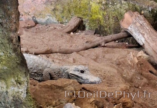 Bioparc de Doué la fontaine