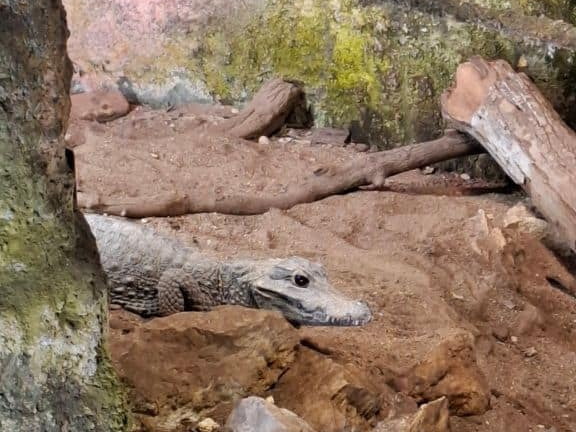 Bioparc de Doué la fontaine