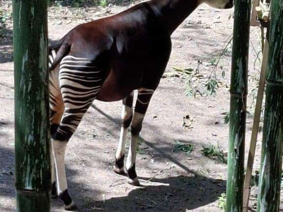 Bioparc de Doué la fontaine