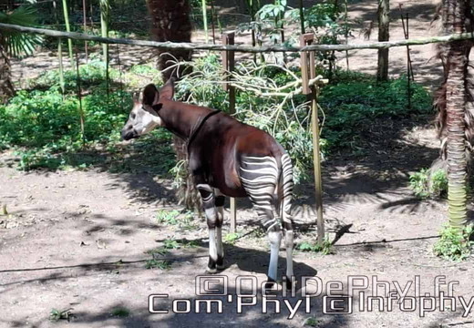Bioparc de Doué la fontaine