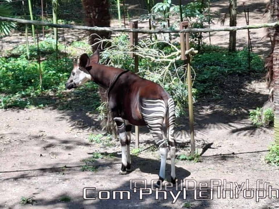 Bioparc de Doué la fontaine