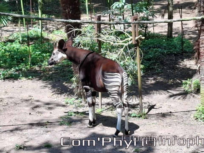 Bioparc de Doué la fontaine