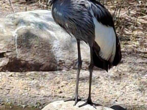 Bioparc de Doué la fontaine