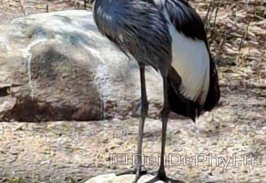 Bioparc de Doué la fontaine