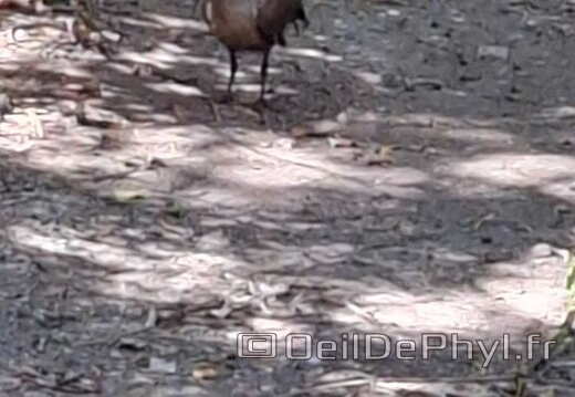 Bioparc de Doué la fontaine
