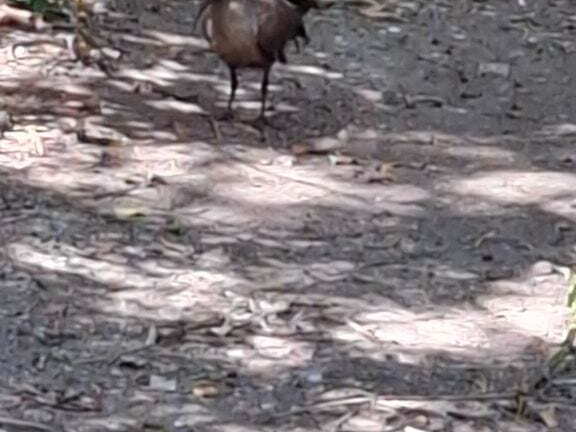 Bioparc de Doué la fontaine