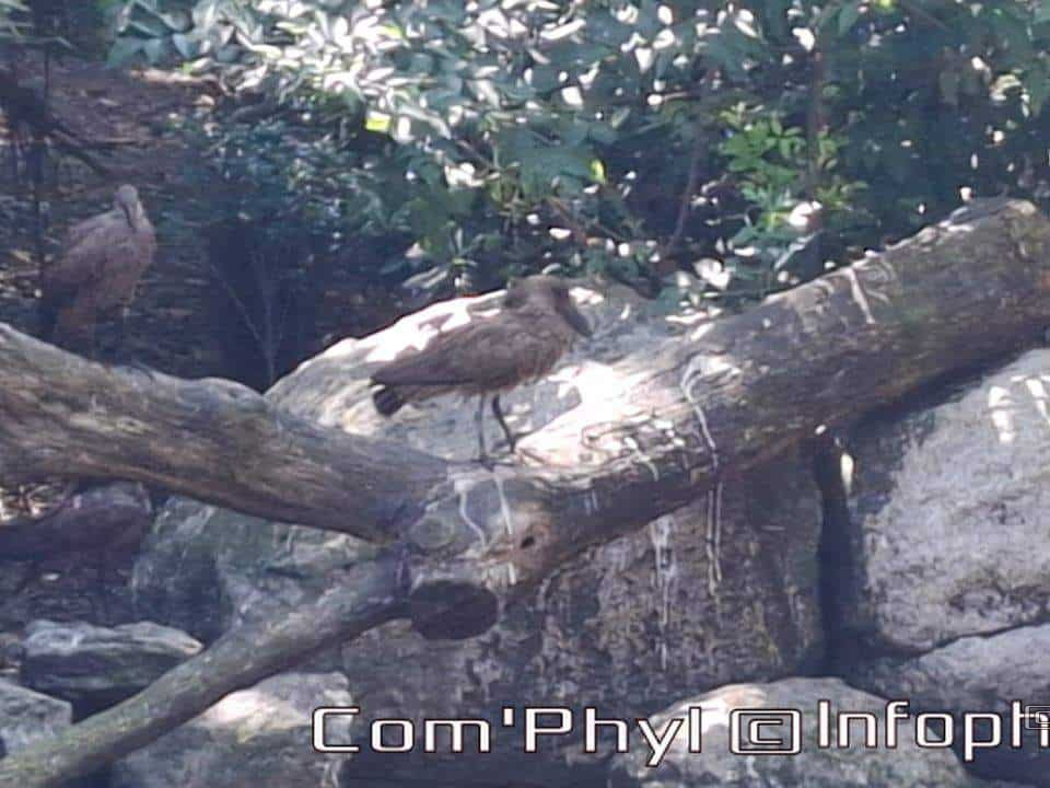 Bioparc de Doué la fontaine