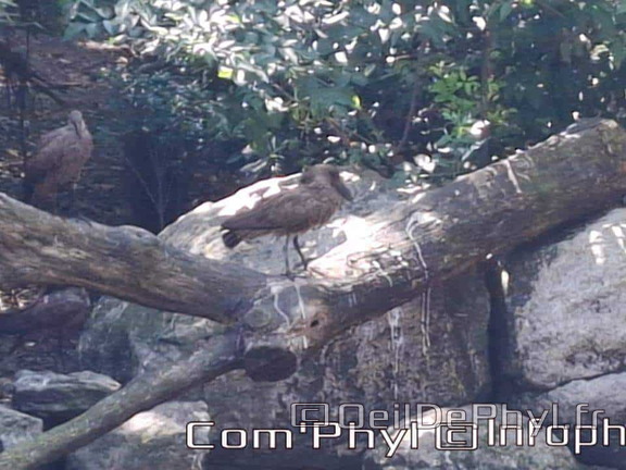 Bioparc de Doué la fontaine