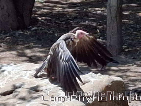 Bioparc de Doué la fontaine