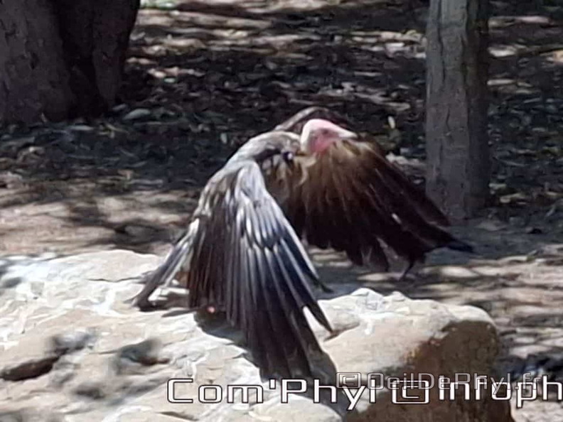 Bioparc de Doué la fontaine