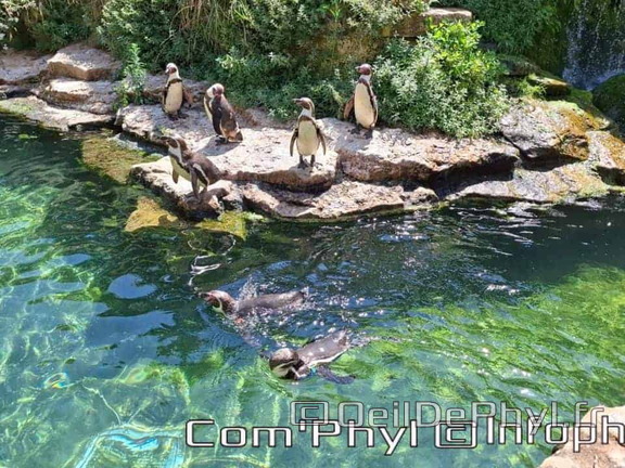 Bioparc de Doué la fontaine