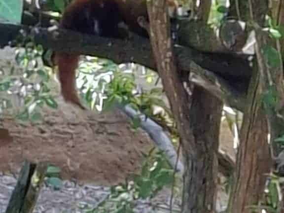 Bioparc de Doué la fontaine