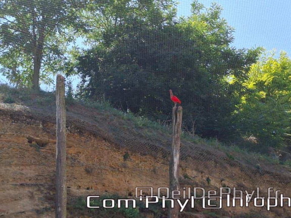 Bioparc de Doué la fontaine