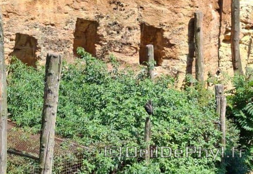 Bioparc de Doué la fontaine