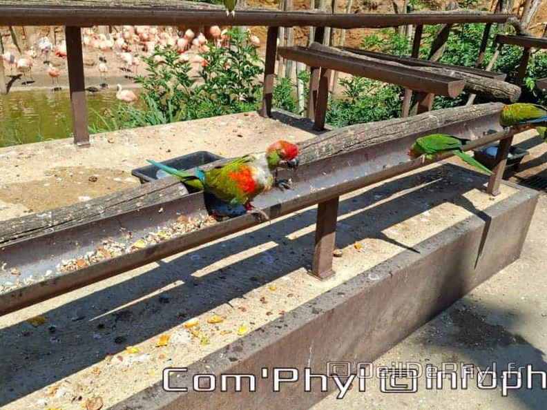 Bioparc de Doué la fontaine