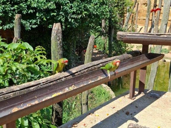 Bioparc de Doué la fontaine